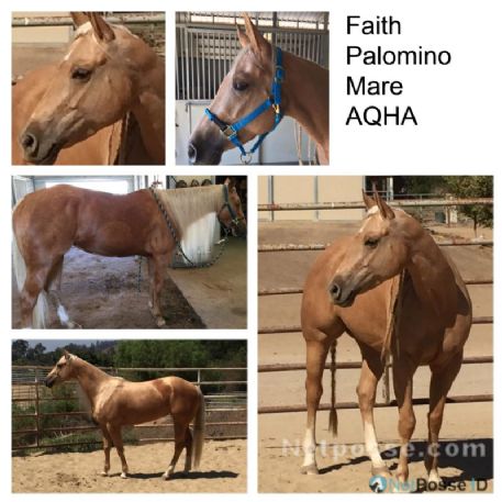 STOLEN Horse - Faith - REWARD
